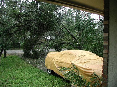 Trees over driveway