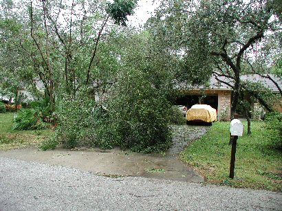 Trees over driveway