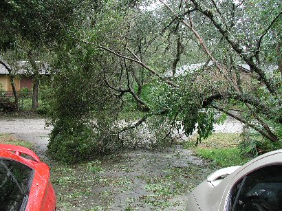 Trees over driveway