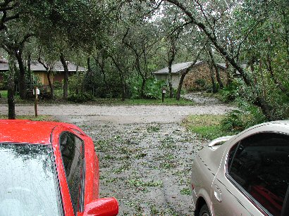 Trees over driveway