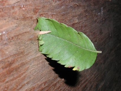 Leave embedded into plywood